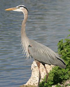 Ardea herodias