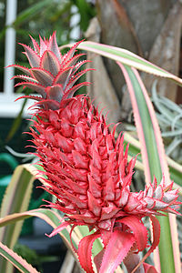 Bromeliaceae