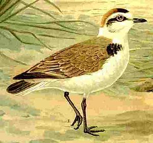 Charadriidae