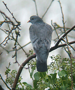 Columba oenas