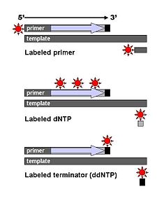 DNA dizileme