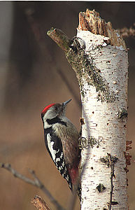 Dendrocopos medius