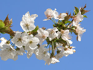 Dereçine, Sultandağı