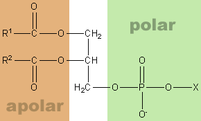 Fosfolipid