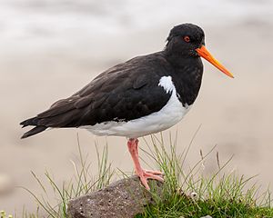 Haematopus ostralegus