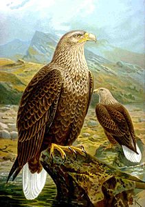 Haliaeetus albicilla