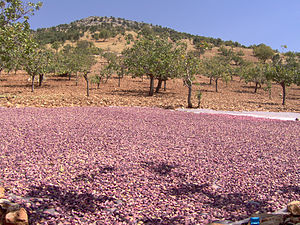 Harmanlı, Gölbaşı