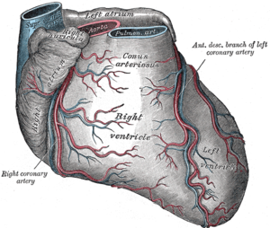 Koroner arterler