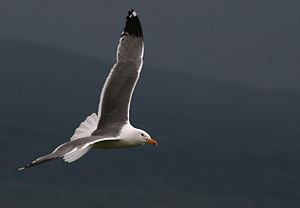 Larus armenicus