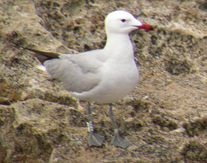 Larus audouinii