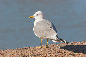 Larus canus