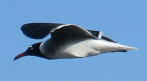 Larus eucophthalmus