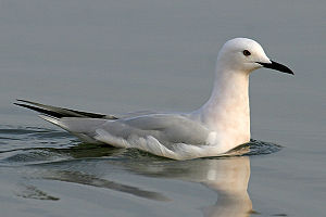 Larus genei