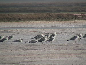 Larus heuglini