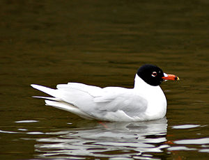 Larus melanocephalus