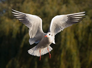 Larus ridibundus