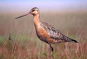 Limosa lapponica