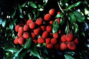 Litchi chinensis