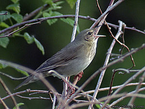 Locustella fluviatilis