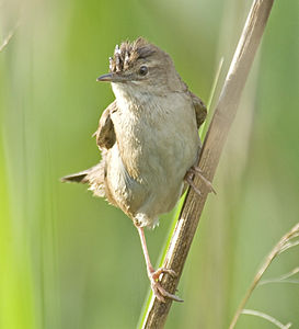 Locustella luscinioides