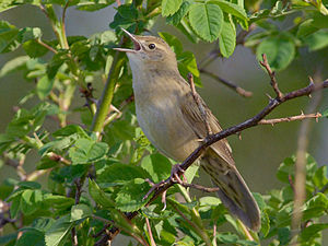 Locustella naevia