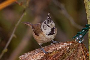 Lophophanes cristatus