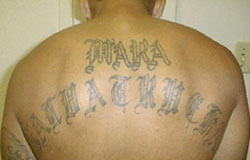 Mara Salvatrucha