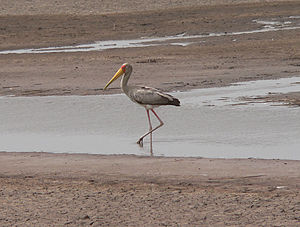 Mycteria ibis