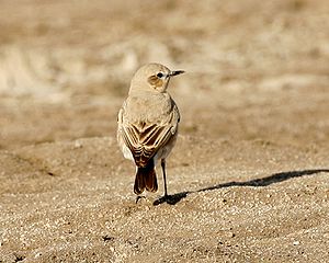 Oenanthe isabellina