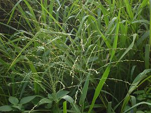 Panicum maximum