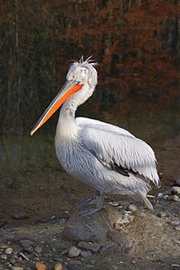 Pelecanus crispus