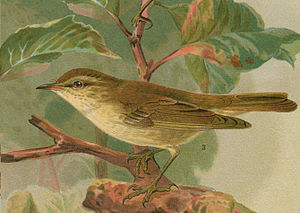 Phylloscopus borealis