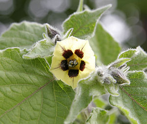 Physalis peruviana