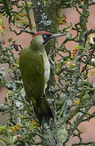 Picus viridis