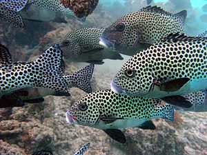 Plectorhinchus chaetodonoides