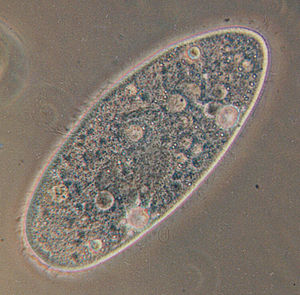 Protozoonlar