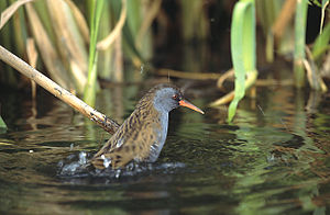 Rallus aquaticus