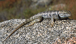 Sceloporus magister