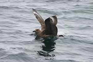 Stercorarius skua