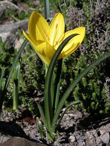 Sternbergia lutea