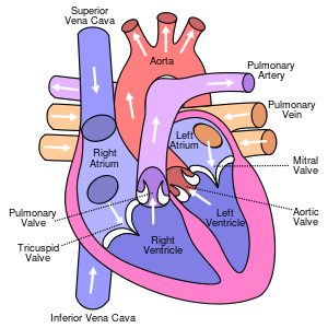 Superior vena kava