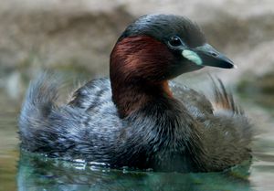 Tachybaptus ruficollis