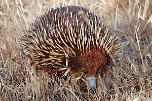 Tachyglossus aculeatus