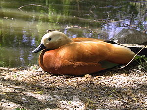 Tadorna ferruginea