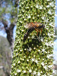 Tiphiidae