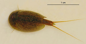 Triops