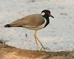 Vanellus indicus