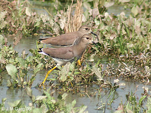 Vanellus leucurus