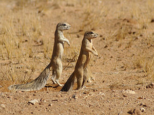 Xerus inauris