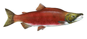 Oncorhynchus